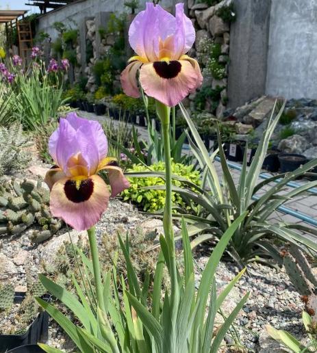 Iris ‘Energizer’
