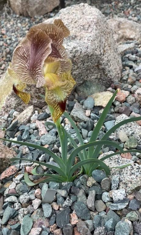 Iris sprengeri