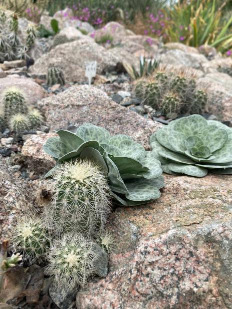 Bukiniczia cabulica with Echinocereus reichenbachii  and Echinocereus coccineus  