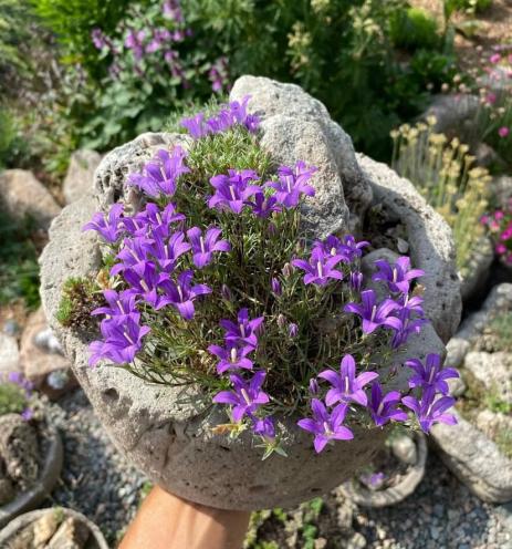Edraianthus pumilio