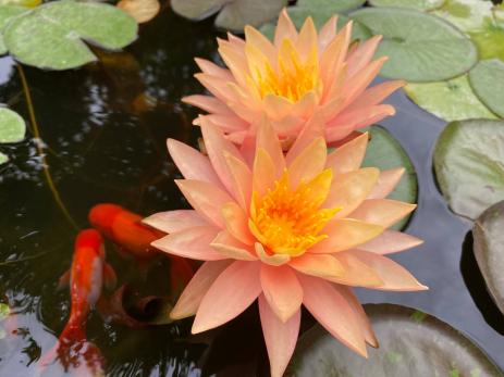Nymphaea ‘Siam Sunset