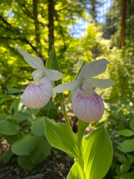 Cypripedium reginae