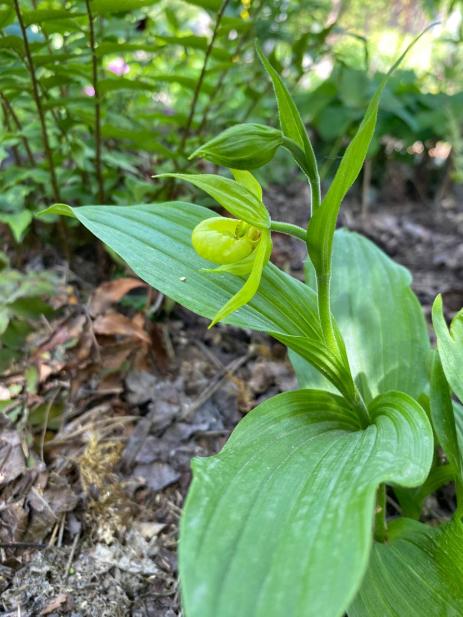 Cypripedium henryi