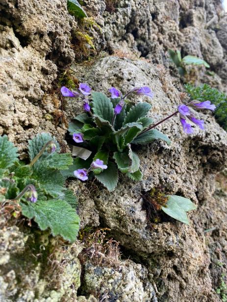 Haberlea rhodopensis 