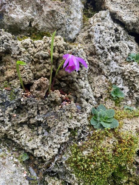 Pleione orchid blooming on the tufa wall