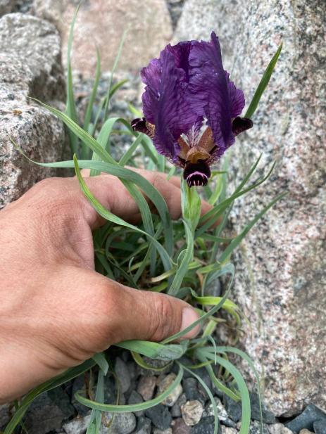 Iris paradoxa