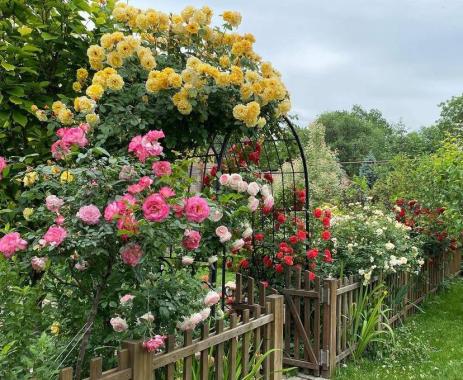 Roses blooming in the old garden