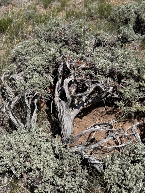 Artemisia tridentata