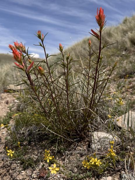 Castilleja linariifolia