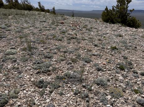 Slopes of Chalk Mountain covered with buns and cushions.