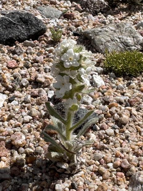 Cryptantha sericea