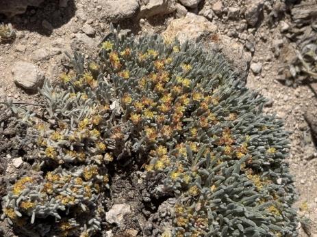 Eriogonum acaule