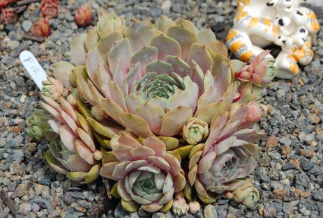 'Jade Blush'