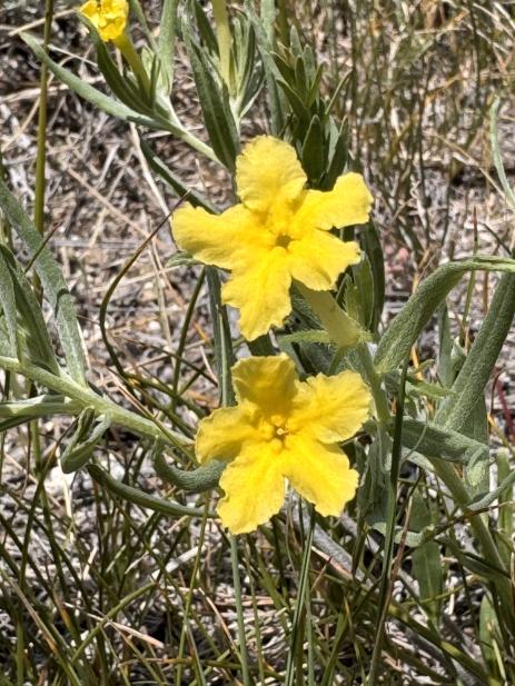 Lithospermum incisum