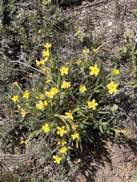 Lithospermum incisum