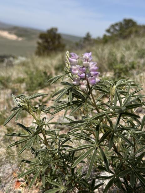 Lupinus argenteus 