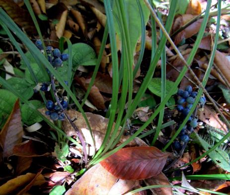Blue fruit on an Ophiopogon species