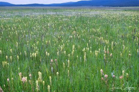 Yellow Castilleja cusickii at Logan Valley, Oregon , with pink flowers that may be Castilleja gracillima or a hybrid