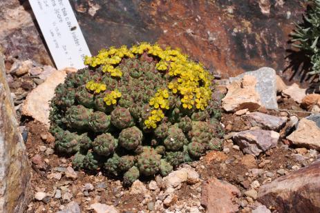 Euphorbia clavarioides var. truncata 