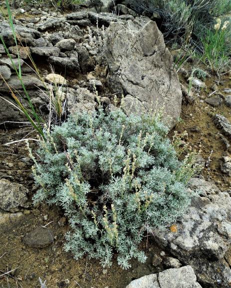 Artemisia tripartita subsp. rupicola
