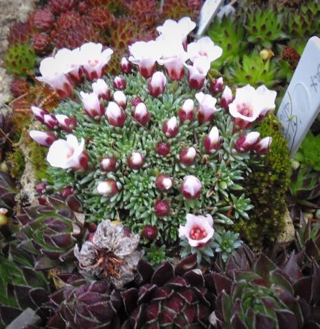 Saxafraga ‘Jan Neruda’ in a trough in the Marlene Kobre and Ron Denson Garden.