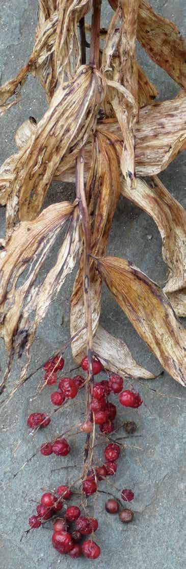 Maianthemum racemosum