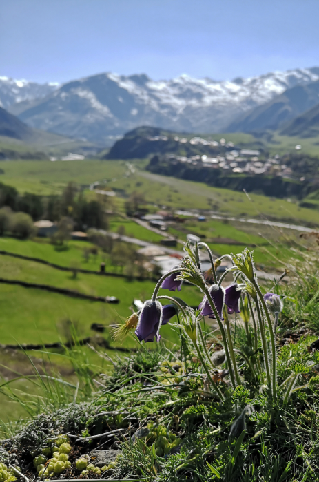 Pulsatilla violacea perched on the edge of a cliff near the  village of Sioni in the Greater Caucasus. 