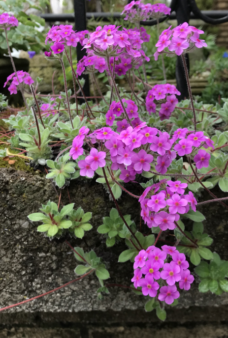 Androsace sarmentosa in bloom.