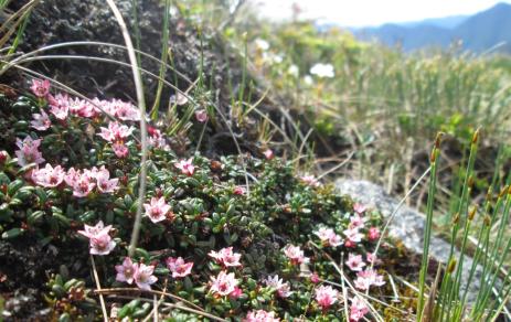Alpine azalea (Loiseleuria procumbens) is one of the imperiled  native plants of the High Peaks