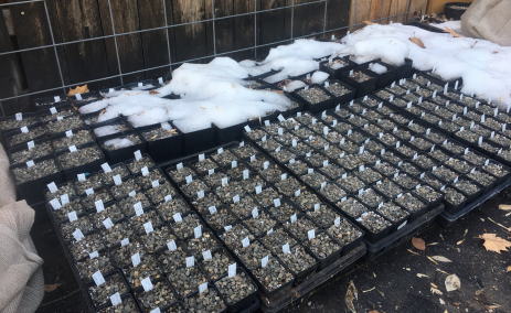 A backyard seed pot area can be as simple as a scrap of geotextile (or ground cloth) in the north shadow of a fence where snow accumulates.