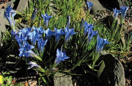 Gentiana ‘Kingfisher’