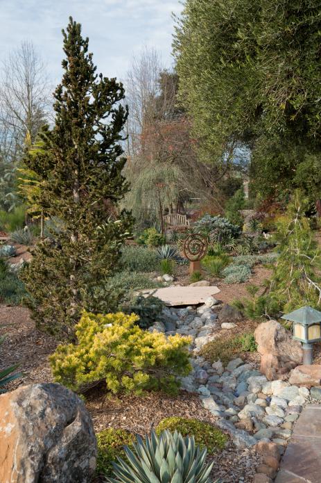 Conifers and rocks in the author’s garden.