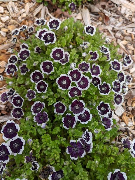 Nemophila ‘Penny Black’ with wide white margins to the petals.