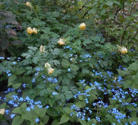 A tapestry of dry-shade survivors at Rockmount Nursery including Corydalis nobilis and Brunnera macrophylla.