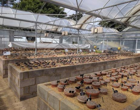 Behind the scenes, pots of dormant plants are cared for in sand plunges.