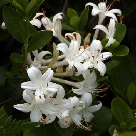 Rhododendron viscosum is one of the many beautiful, unusual plants to be found in the Sandhills.