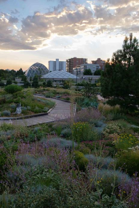 Rooftop garden at Denver Botanic Gardens. Photo by Michael Guidi