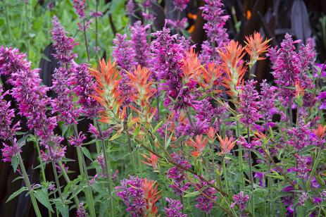Self-sown castillejas with companion plants in the author’s garden