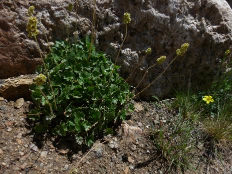 Protected from the ever-present wind on Mount Goliath  in Colorado, a Heuchera nivalis thrives. 