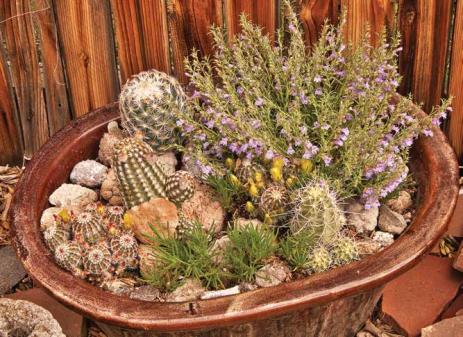 Trough with Penstemon linarioides and cacti, Gwen Moore’s garden