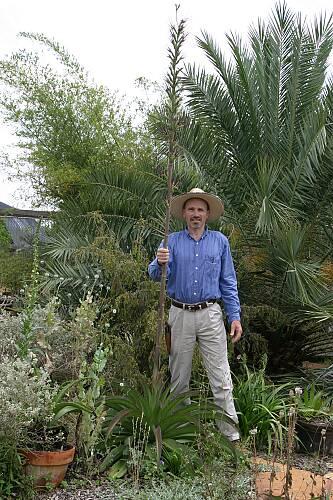 The first documented Mangave hybrid blooming at Yucca Do Nursery.