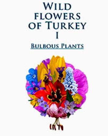 Wild Flowers of Turkey