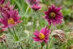 Pulsatilla