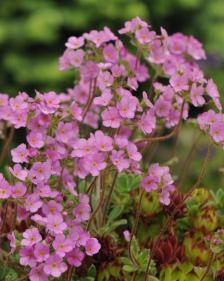 Androsace sarmentosa