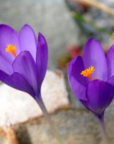 Crocus nudiflorus