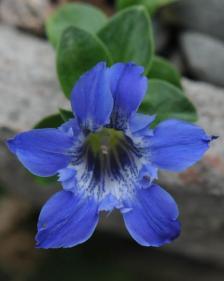 Gentiana cachemirica