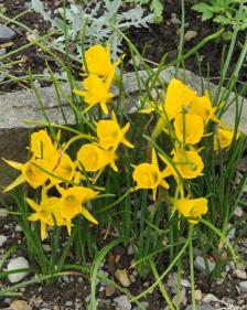Narcissus bulbocodium 'Golden Bells'