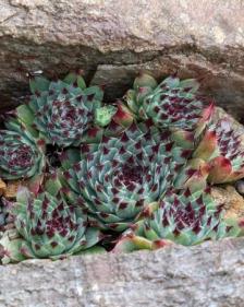 Sempervivum calcareum