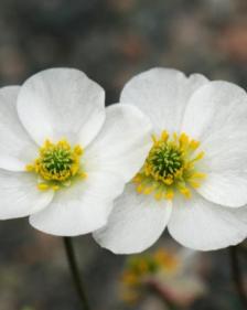 Ranunculus parnassifolius