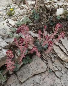 Saxifraga federici-augusti